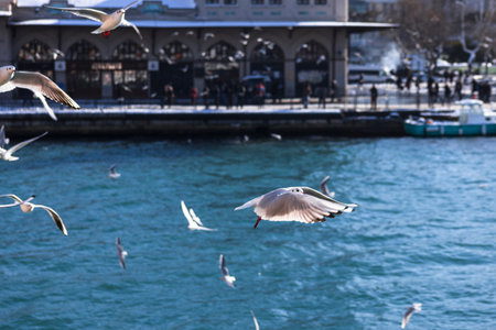 Seagulls chasing Ship, Istanbul winter a day.のeditorial素材