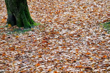 Autumn leaves falling from trees