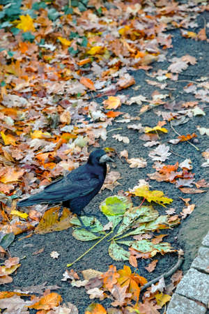 Crow, Lazienki park, Warsawの写真素材
