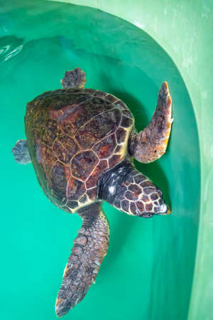 Caretta Caretta in a water tank at the Sea Turtle Conservation and Rehabilitation Centre in Iztusu...
