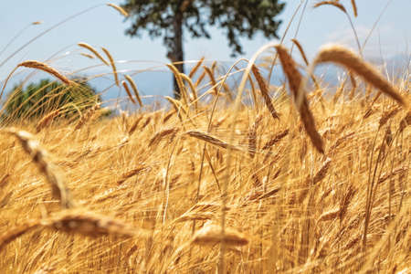 The yellow organic wheat ripening on the field in Isparta of Turkey.の写真素材