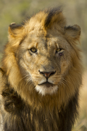 Mauled male lion portraitの写真素材