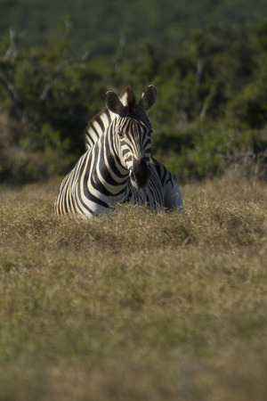 Zebra in the grassの写真素材