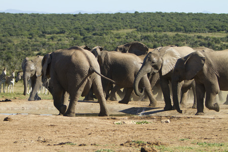 Herde of elephants running byの写真素材