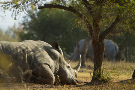Rhinoceros laying in the sunの写真素材