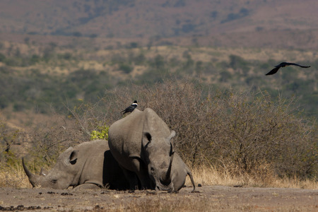 Rhinoceros laying in the sunの写真素材