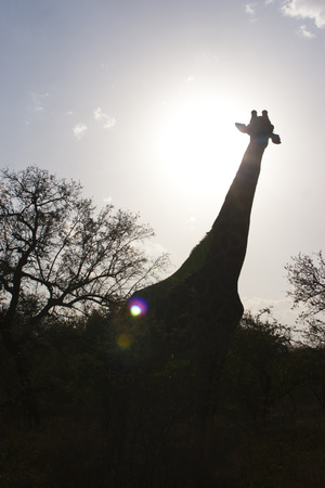 Silhouette of a giraffeの写真素材