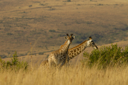 2 Infant giraffe on the steppeの写真素材