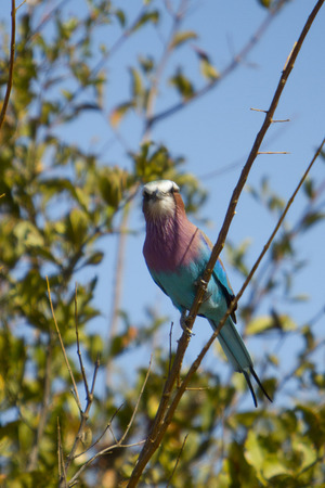 Lilac-breasted roller on a branchの写真素材