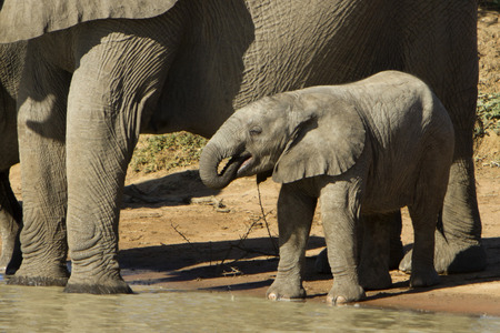 Baby elephant drinking waterの写真素材