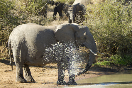 Elephant playing with waterの写真素材