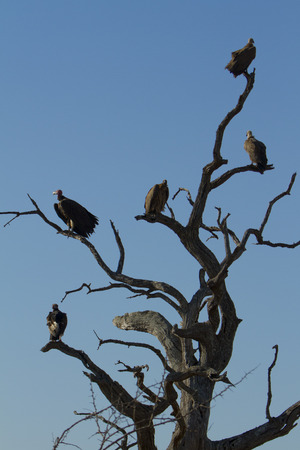 Vultures in a treeの写真素材