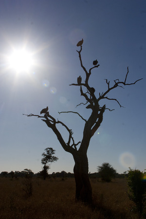 Silhouette of vultures in a treeの写真素材