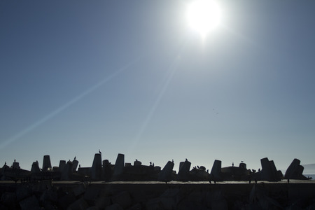 Cormorants on the docksの写真素材