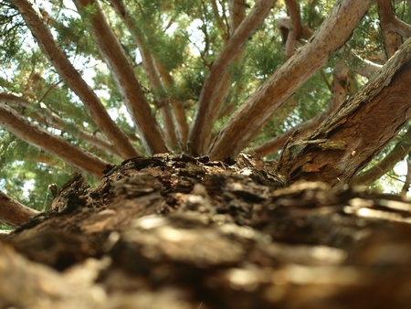Prehistoric tree