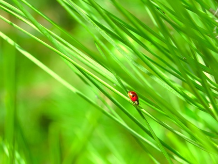 Bumble bee walking on a pine leafの写真素材