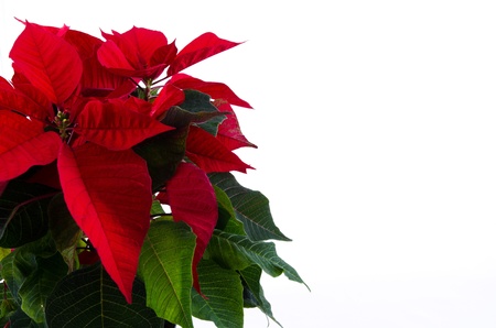 Poinsettiaの写真素材