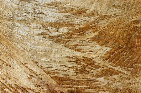 Tree trunk textur