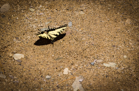 Yellow Butterflyの写真素材