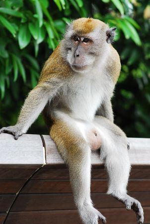 A monkey sitting on wooden railingの写真素材