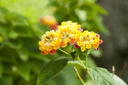 Close up of three Lantana Camara Flowersの写真素材
