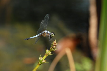 A blue Dragonfly is resting