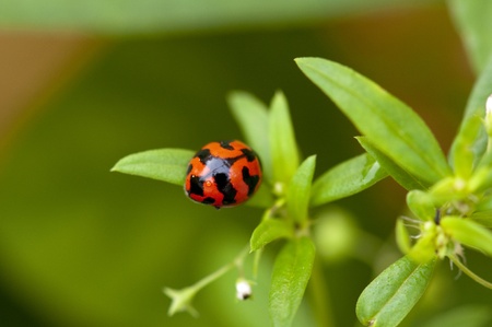 A small ladybug on leaves