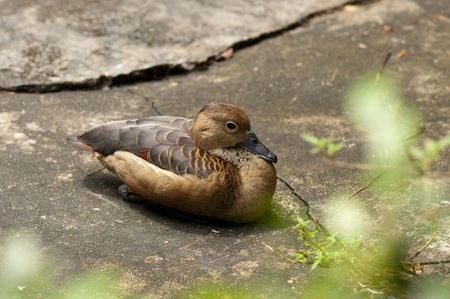 A brown duck is restingの写真素材