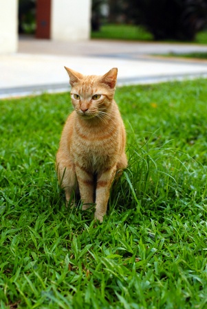 An orange cat sitting on grassの写真素材