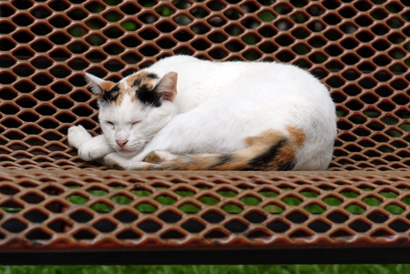 A cat is sleeping on a benchの写真素材