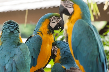 A group of Blue and Yellow Macawsの写真素材