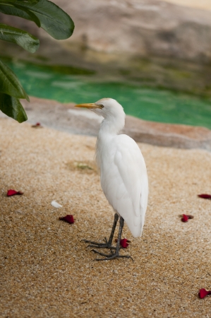 A white eastern cattle egretの写真素材