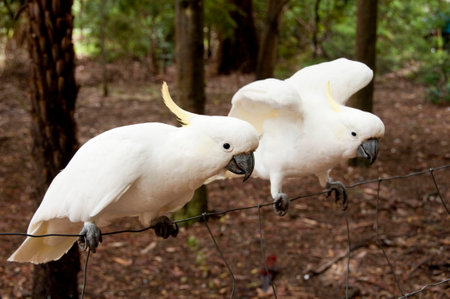 Two white cockatoos on fence
