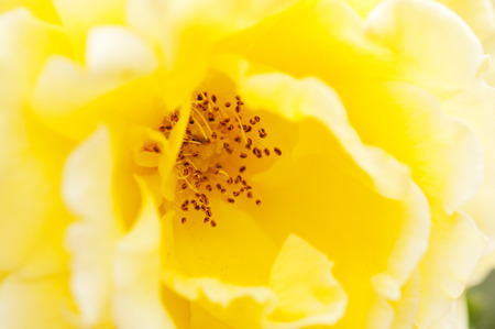 Close up of a beautiful yellow roseの写真素材