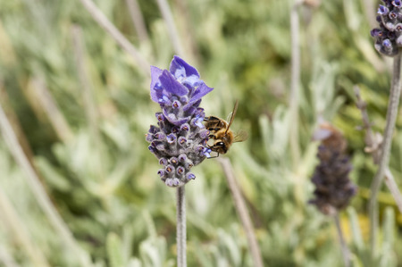 A bee is feeding on lavender in the garden