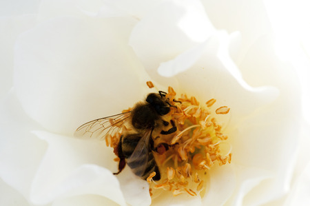 Closeup of a bee on a white flowerの写真素材