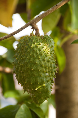 A soursop is hanging on its tree branchの写真素材