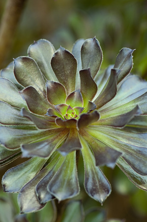 Closeup of a circular leaves plant (succulent)の写真素材