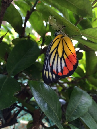 A Painted Jezebel, butterfly just emerge from pupaの素材