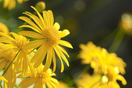 Beautiful yellow daisies from the side view