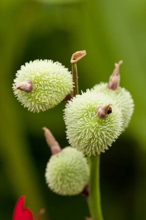 Close up of green canna seed podsの写真素材