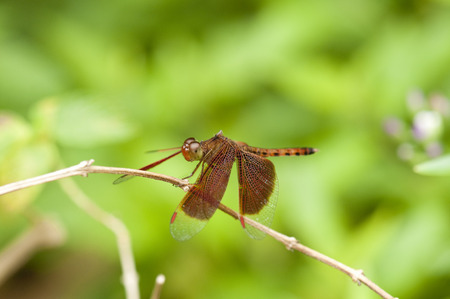Red dragonfly, Common Parasol Neurothemis fluctuans perches on a stem with wings openedの写真素材