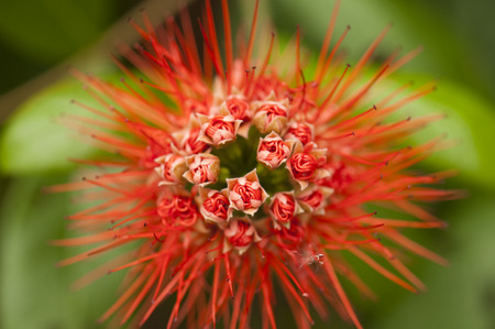 Close up of a red powder puff flowerの写真素材