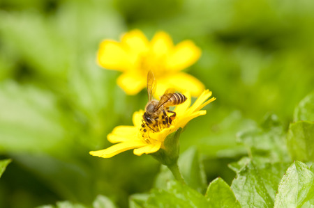 Bee is collecting nectar on a yellow flower
