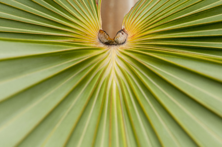 Close up of a fan like big leaf of a palm treeの写真素材
