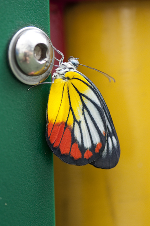 Painted Jezebel butterfly rests on a green pillarの写真素材