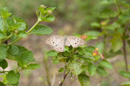 Grey Pansy (Junonia atlites) with open torn wings resting on plant