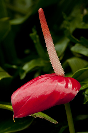 Close up of beautiful red anthurium flower (Tailflower)