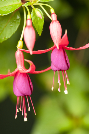 Close up of beautiful pink Fuchsia flowers