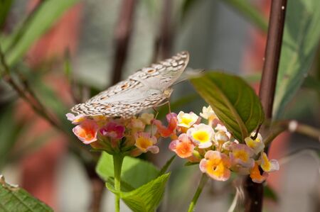 Close up of Grey Pansy (Junonia atlites) butterfly is on Prickly Lantana (Lantana camara) flowers...